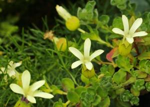 Cyananthus macrocalyx