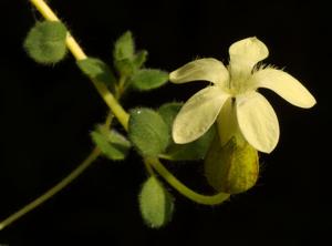 Cyananthus macrocalyx