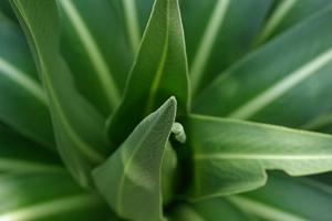 Lobelia rhynchopetalum