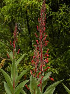 Lobelia tupa