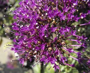 Trachelium caeruleum
