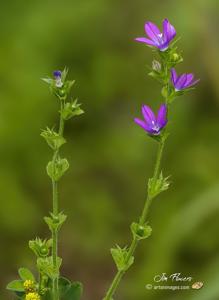Triodanis perfoliata