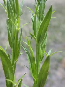 Triodanis leptocarpa