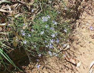 Wahlenbergia stricta