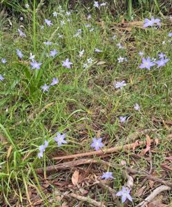 Wahlenbergia stricta