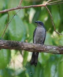 utils/thumbs/Campephagidae/Coracina_f6VnAj4bgMeo5HtTpbr78Y.jpg