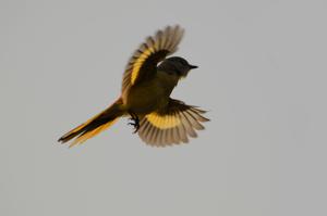 Pericrocotus cinnamomeus