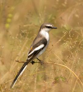 Pericrocotus erythropygius