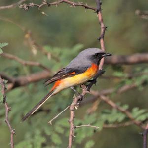 Pericrocotus cinnamomeus pallidus