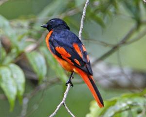 utils/thumbs/Campephagidae/Pericrocotus_K3WCtbDdF9rXfQtqWqaXR2.jpg