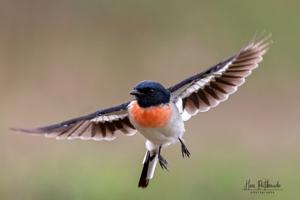 Pericrocotus erythropygius