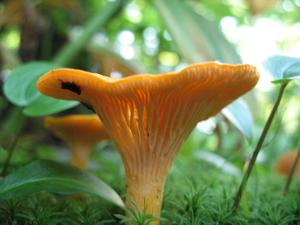 Cantharellus lateritius