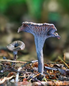 utils/thumbs/Cantharellaceae/Craterellus_XUrVxP3Fqt8VdRgKfqfQZy.jpg