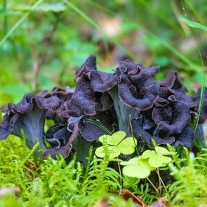 Craterellus cornucopioides