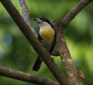 Capito maculicoronatus