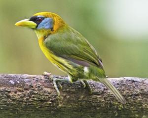Eubucco bourcierii