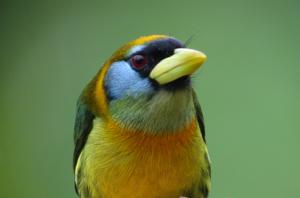 Eubucco bourcierii