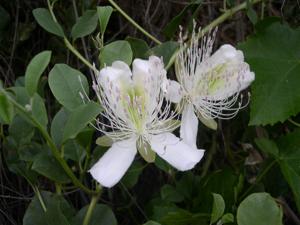 Capparis spinosa var. herbacea