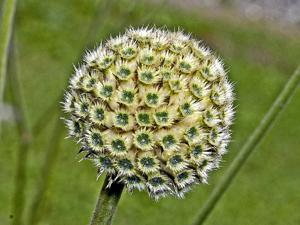 Cephalaria alpina
