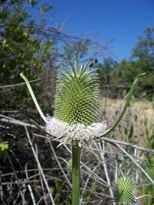 Dipsacus sativus