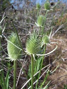 Dipsacus sativus