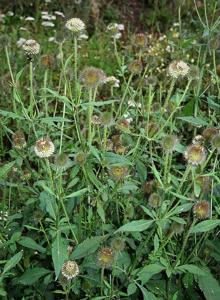 Dipsacus strigosus