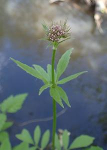 Valeriana sambucifolia