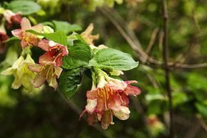 Weigela subsessilis