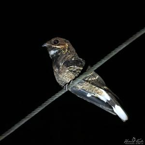 Caprimulgus atripennis