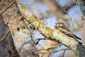 Caprimulgus asiaticus