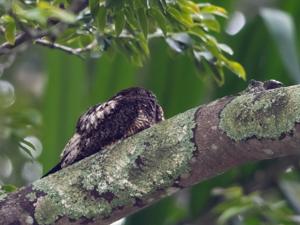 utils/thumbs/Caprimulgidae/Lurocalis_RdCv4ZyrUHiqfPs7a2d55n.jpg
