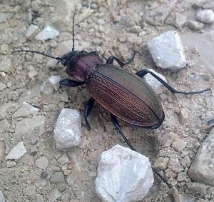 Carabus monilis