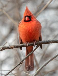 Cardinalis cardinalis