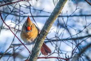 Cardinalis cardinalis