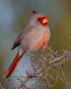 utils/thumbs/Cardinalidae/Cardinalis_czkrWdTnDzWxJacdabTxeP.jpg