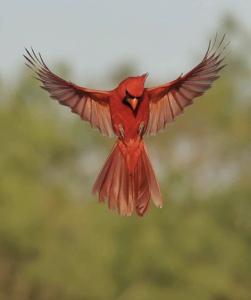 Cardinalis cardinalis
