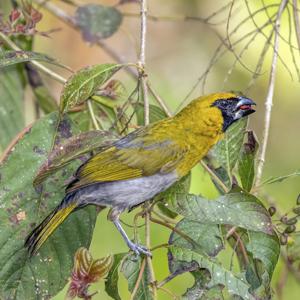 utils/thumbs/Cardinalidae/Caryothraustes_CJs7ddbSrH6L9rwQhorzXX.jpg