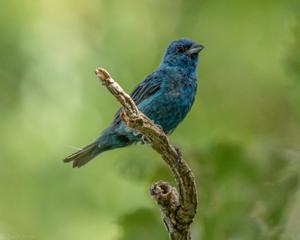utils/thumbs/Cardinalidae/Cyanocompsa_fArTuWSRuuGrMPUpHgYoYN.jpg