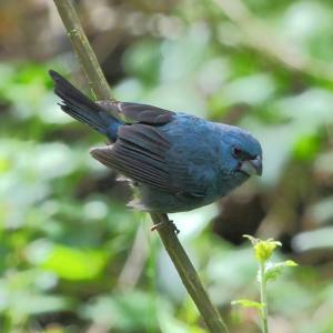 Cyanoloxia glaucocaerulea