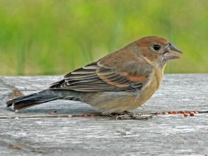 Passerina caerulea