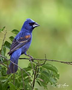 Passerina caerulea