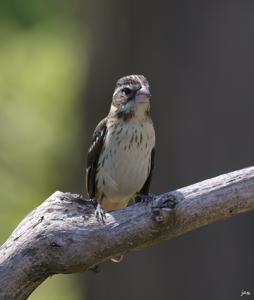 Pheucticus ludovicianus