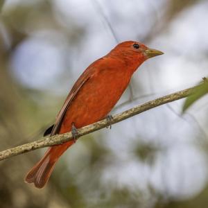 utils/thumbs/Cardinalidae/Piranga_88RJadAt8Y7YQhdzcGYyhN.jpg