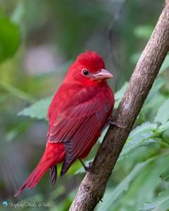 Piranga rubra