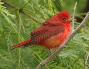 Piranga rubra rubra