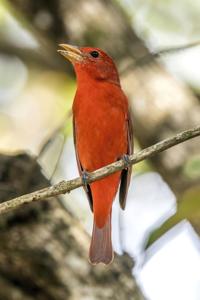 Piranga rubra rubra