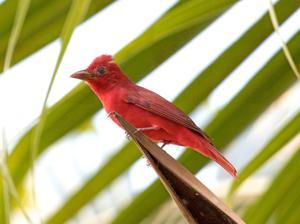 Piranga rubra cooperi