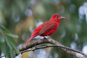 Piranga rubra