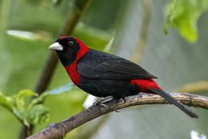 utils/thumbs/Cardinalidae/Rhodothraupis_RRXXdvfiMwfcmyUvZtzt9v.jpg