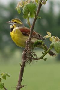 Spiza americana